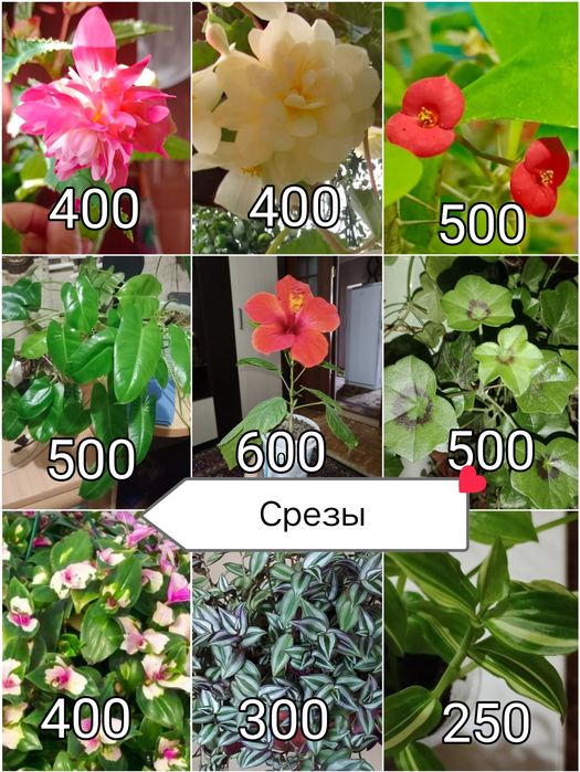 Продам герани разные