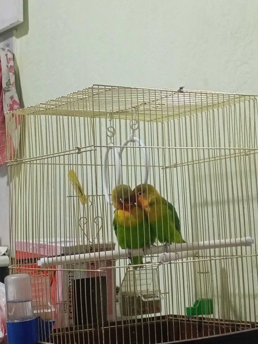 Попугаи Неразлучники