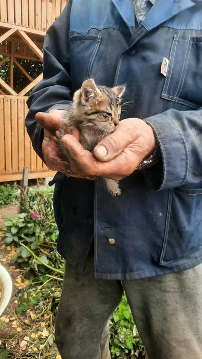 Котята 1,5 месяца  в добрые руки