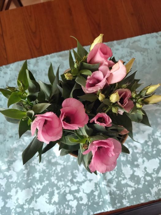 Саженцы эустомы , ирланская роза