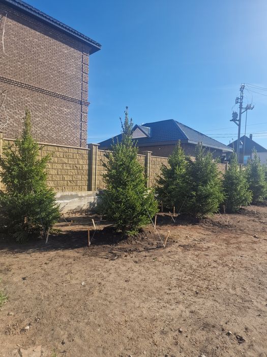 Ель голубая сибирская