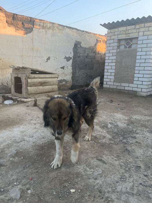 Кавказски ит бар