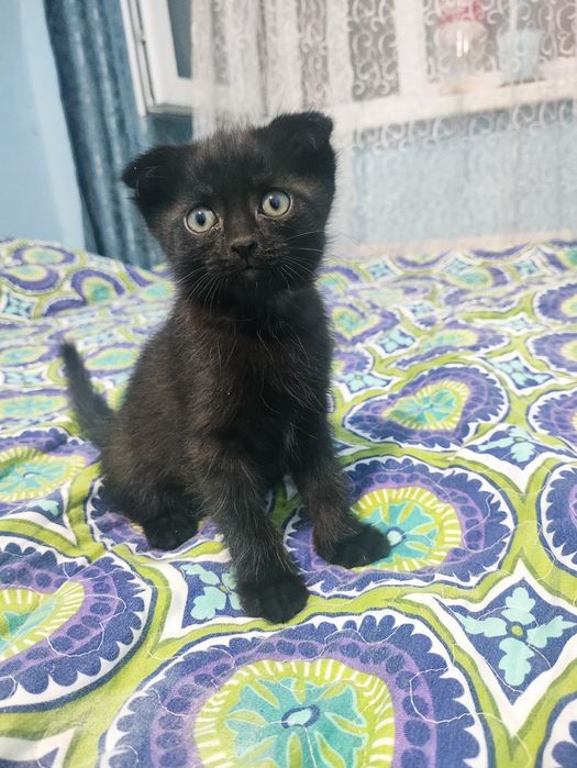 Продаются котята