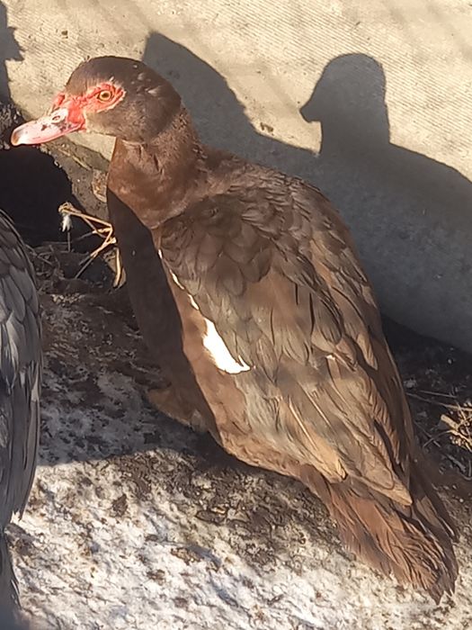 Vând rate mute ciocolatii