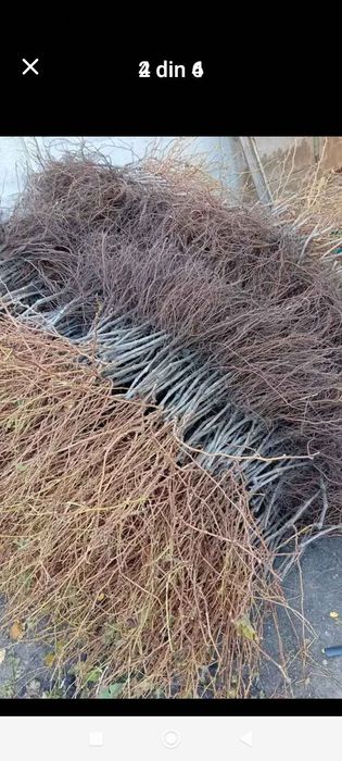 Butașii vita de vie