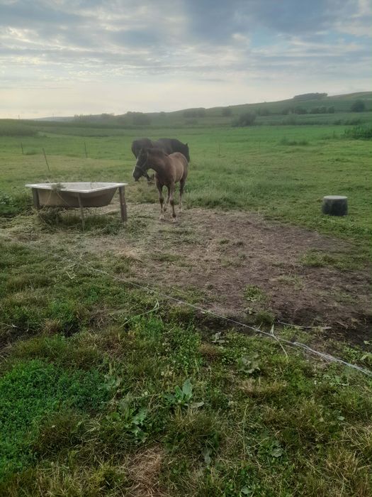 Vând sau schimb mânz de 3 luni