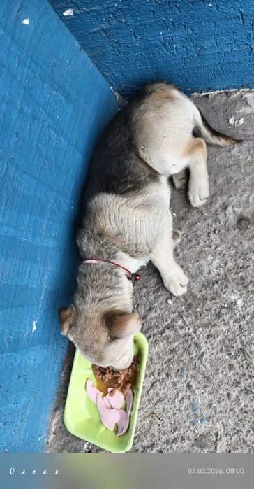 Потерялась собака