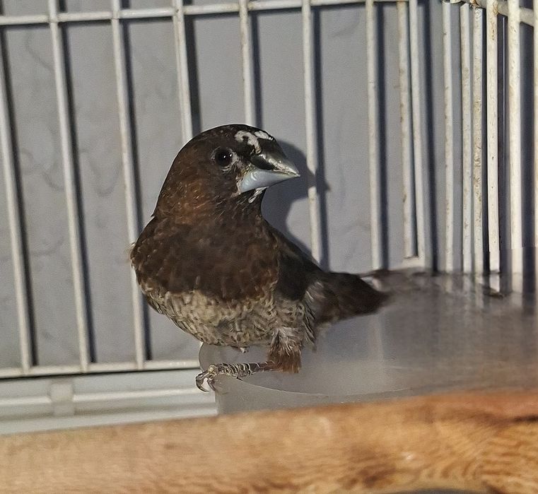 Амадин японский самец