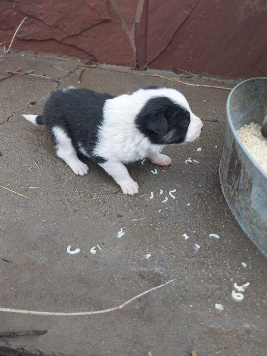 Собака  Шиннок Алабай