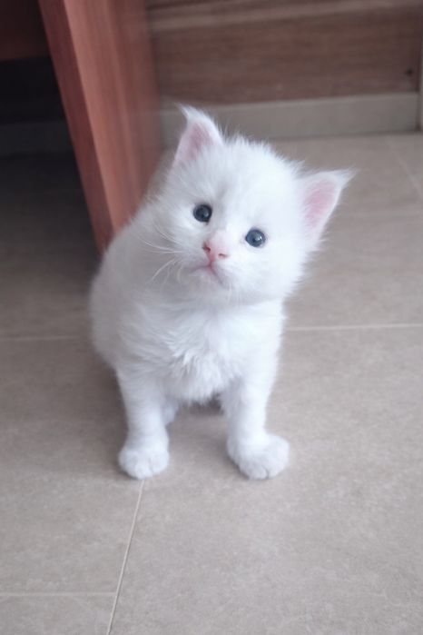 Котята породы Мейн Кун