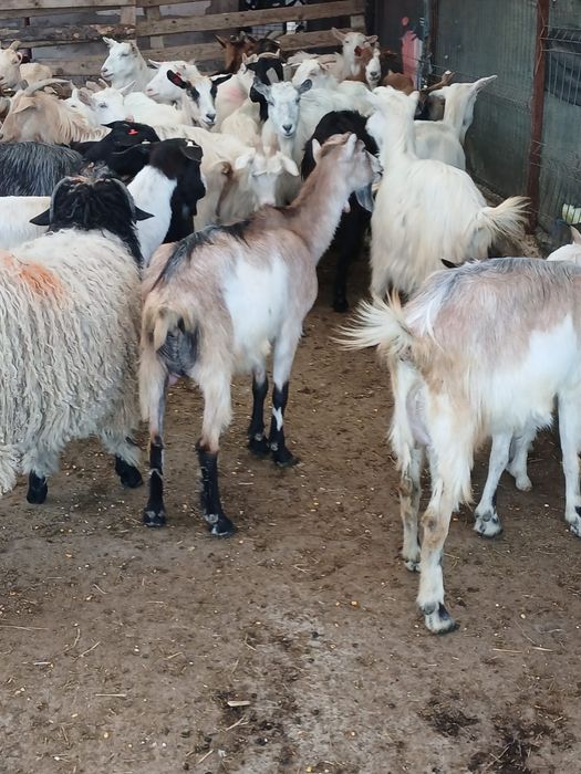 Vând urgent capre bune de lapte