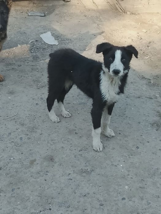 Продам собаку кабель