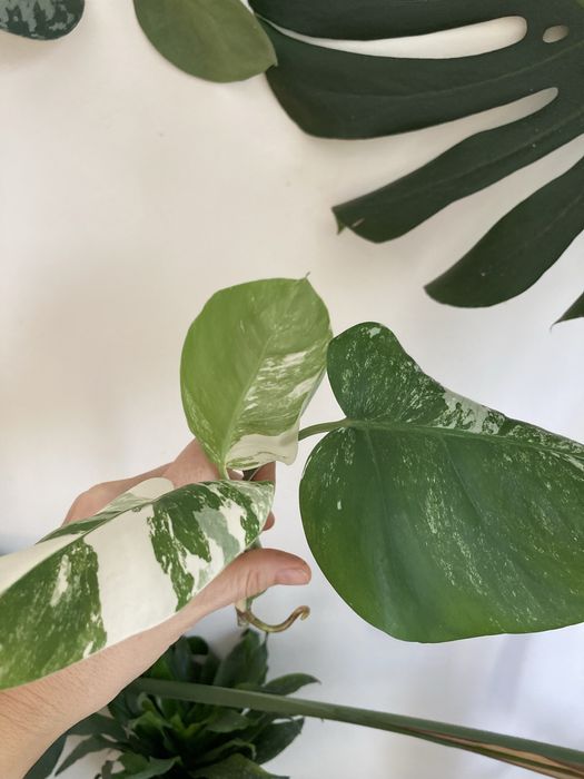 Монстера на подарок!!