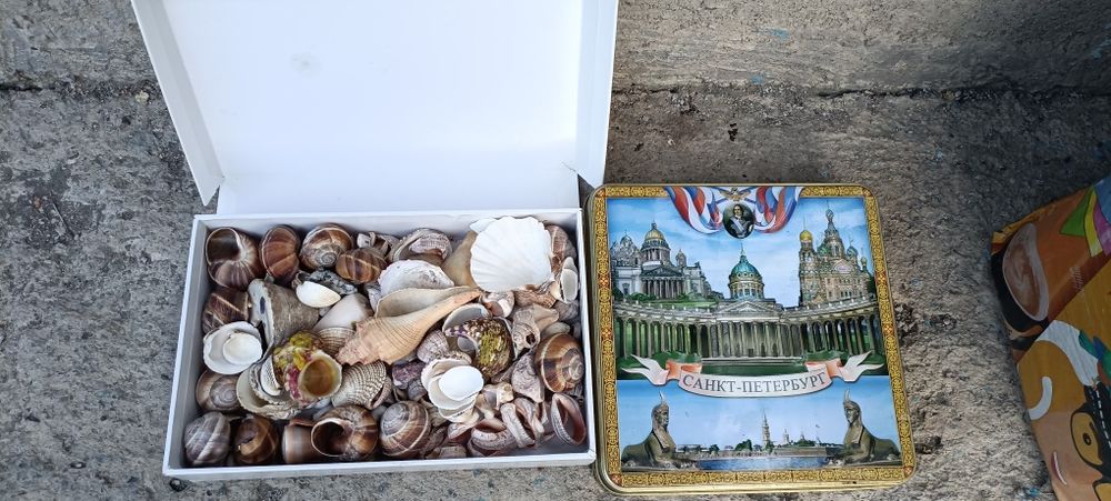 Ракушки из СССР винтаж