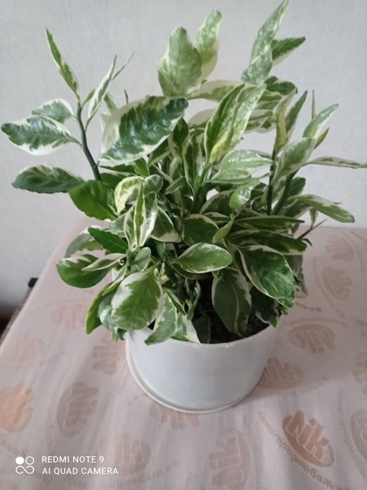 Комнатные цветы,украсят ваш дом.