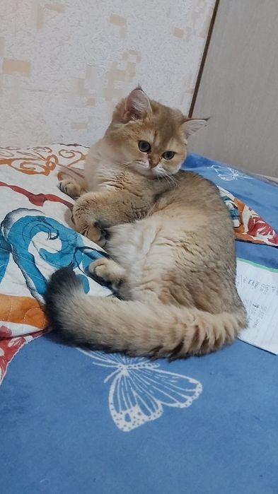 Шиншила кошка пр