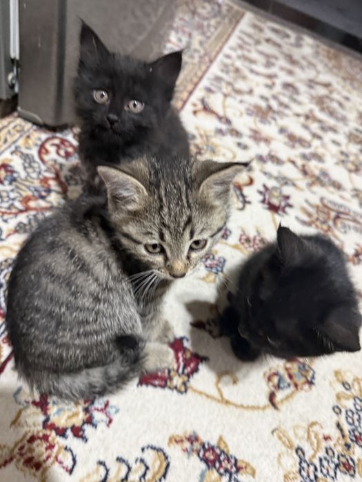 Отдам котят ! В добрые руки ! Домашние