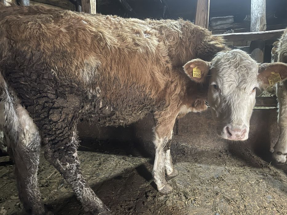 Vand vitele din mame bune de lapte