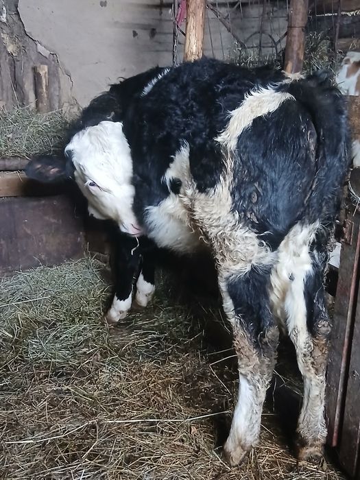 De vînzare vitică De 5 luni