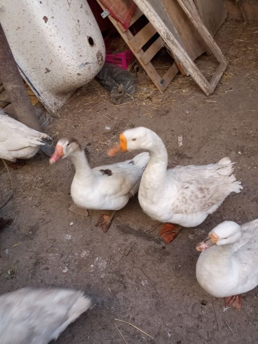 Яйца гусиные инкубационные