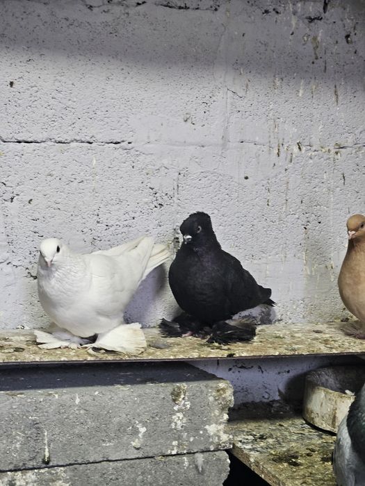 Продам срочно голубей!