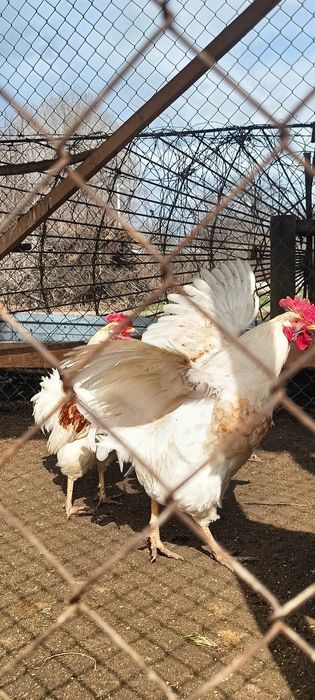 Петух 6000 продам