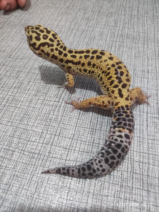 Взрослые эублефары, самец и самки