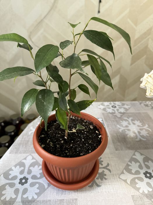 Комнатные цветы.