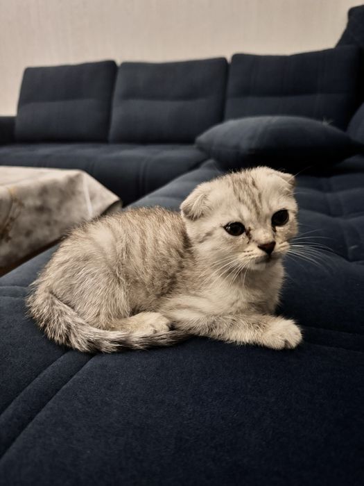 Продается котенок срочно.