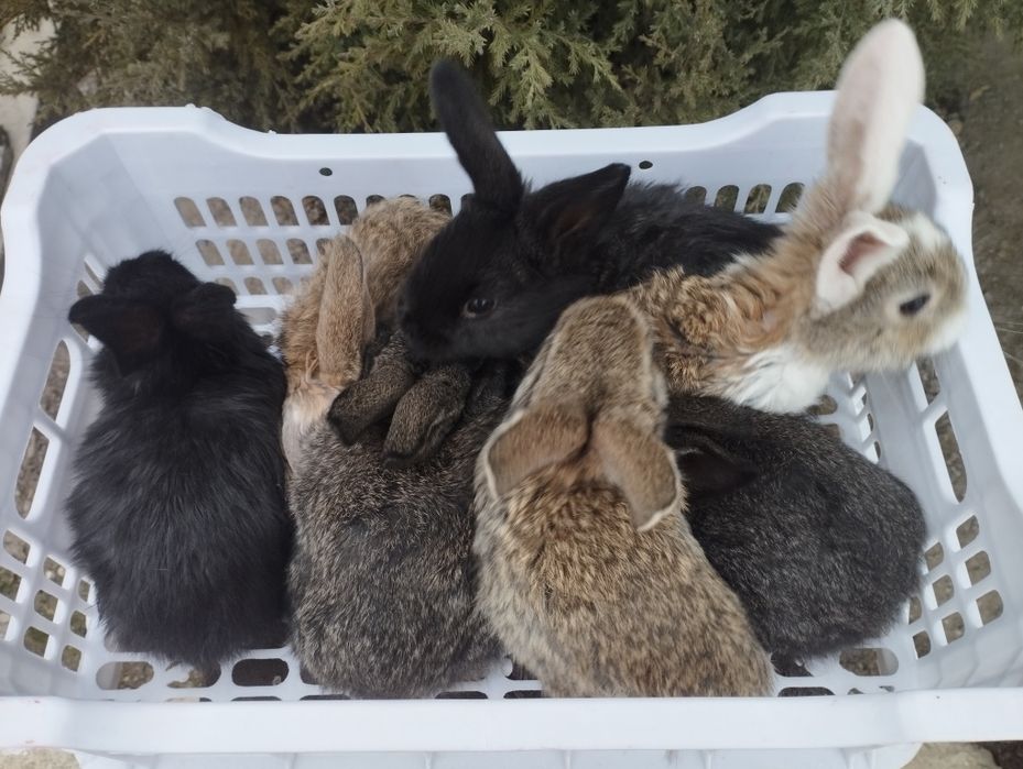Продаются крольчата