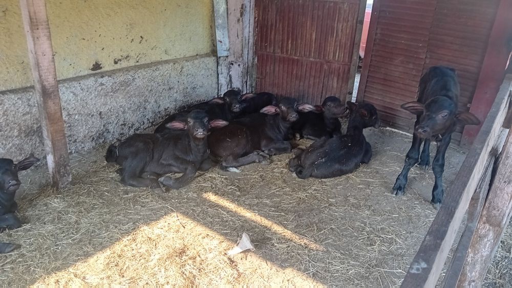 Продавам малачета