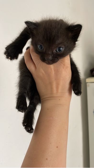 Отдам котят в добрые руки!