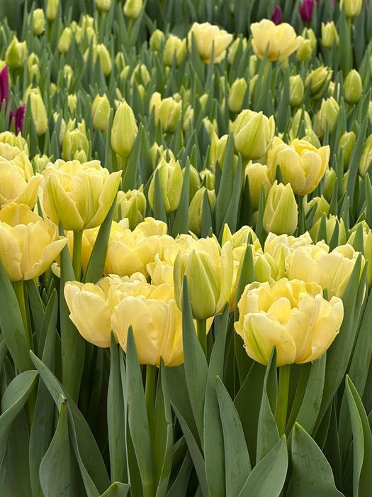 Тюльпаны премиум качества