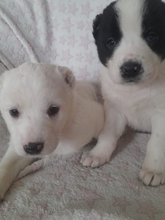 Продаются щенки САО Алабай