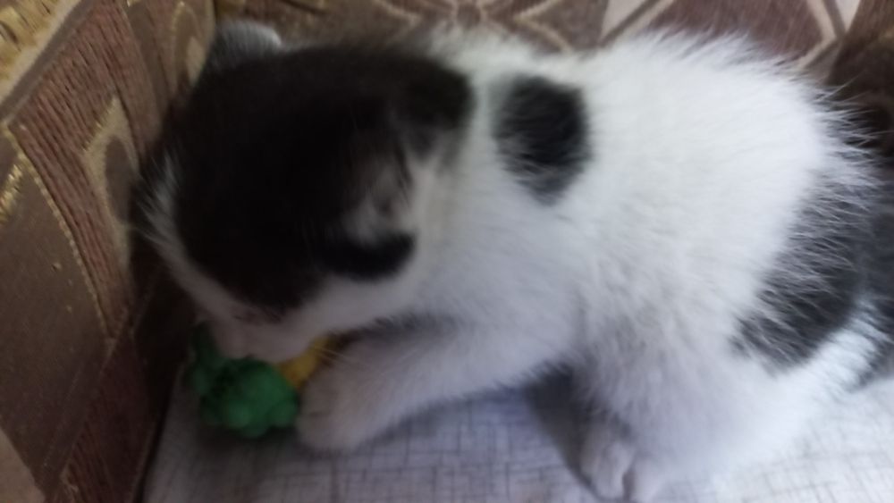 Отдам  котенка девочка  хорошие руки