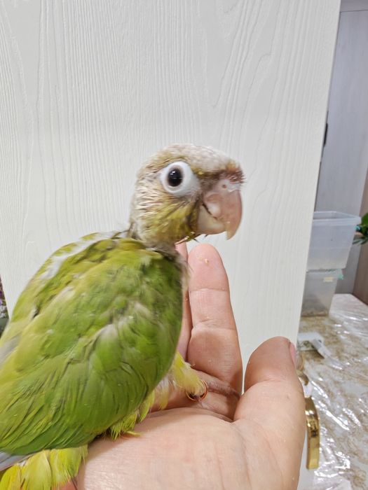 Продаётся птенец Ананасовой Пирруры