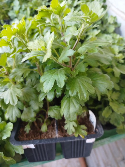 Продам хризантемы мультифлоры