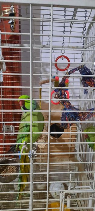 Продам срочно попугая