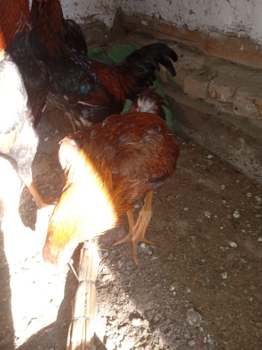 Dakan Xoʻroz 5oylik