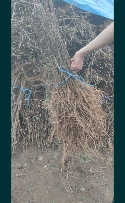 Puieți salcâm frasin fag carpen ulm plop mesteacăn brad molid Tei arin