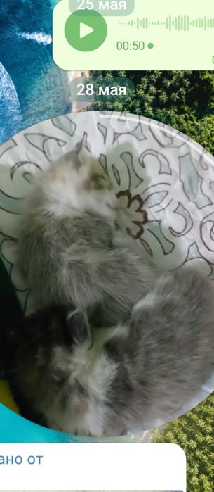 Продоёотся кошка с 2мя котятами