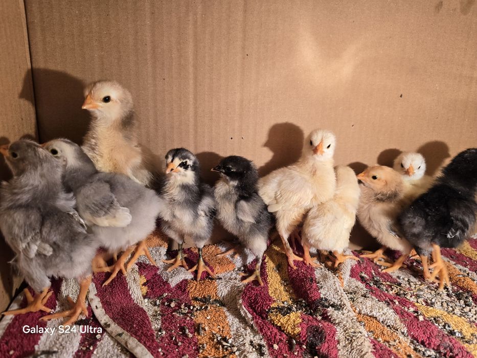 Петли петлета  и кокошки от стари български породи