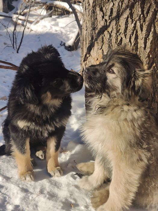 Отдадим щенков смешанной породы