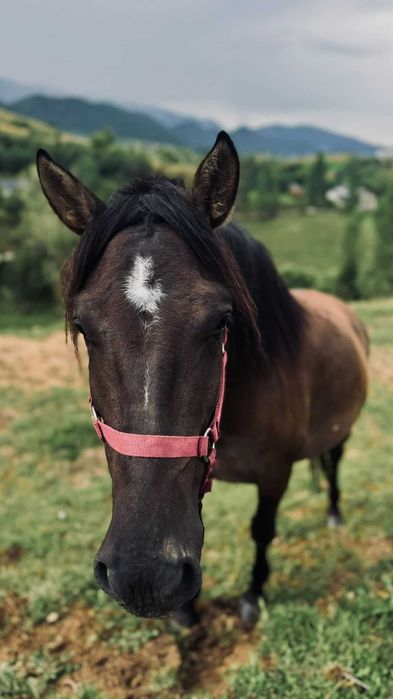 Iapa hutul rasa pura cu manz