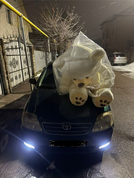 продам большего мишку