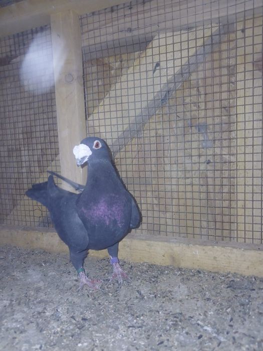 De vânzare, italieni stil vechi, ambii 2025