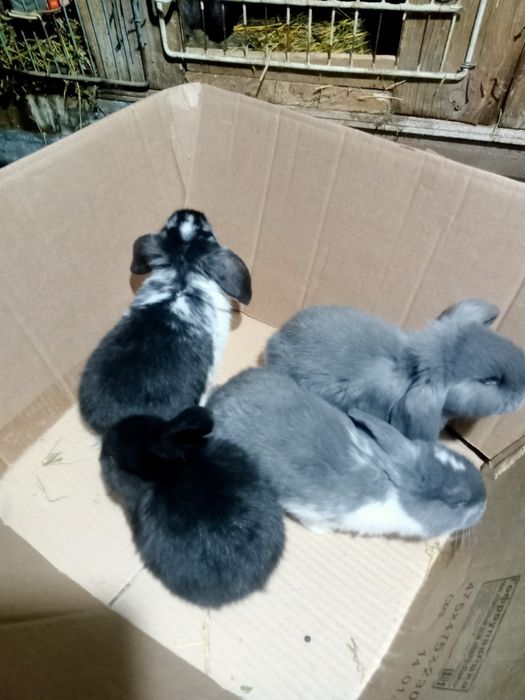 Продаются кролики