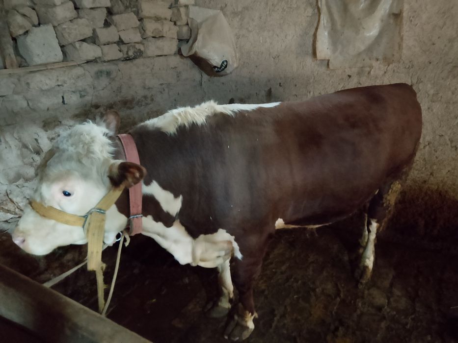 Simmental buqa sotiladi