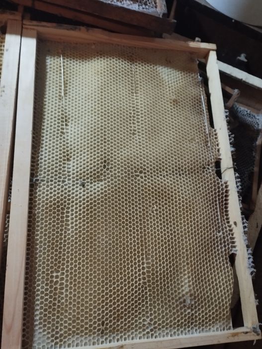 Vând urgent rame clădite, 1/1, pentru albine