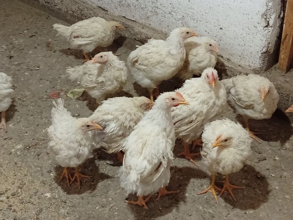 Продам бройлеров